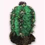 Cacti Cactus 