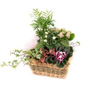 Seasonal Planted Basket 