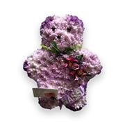 Teddy Bear lilac Tribute