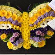Butterfly C