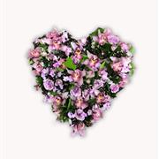 Heart Loose Lilac Orchid