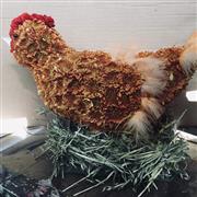 Chicken red hen