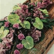 COFFIN SPRAY ORCHID CS001