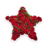 Star Red Roses 