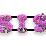 Sis Pink Chrysanthemums