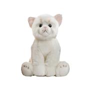 Kitten White