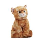 Kitten Ginger
