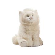 Kitten Fluffy White
