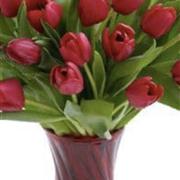  Tulips in a vase