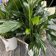 Spathiphyllum plant
