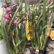 Large orchid plant