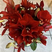 Amaryllis and Lilly display
