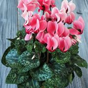 Small plant balloon and chocs