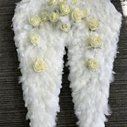 Angel wings feathered 