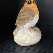 Robin on a stone
