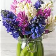 Hyacinths 