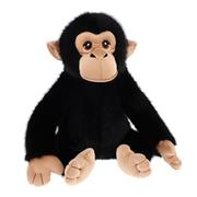 Chimpanzee